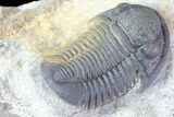 Gerastos Trilobite Fossil - Well Prepared #86396-3